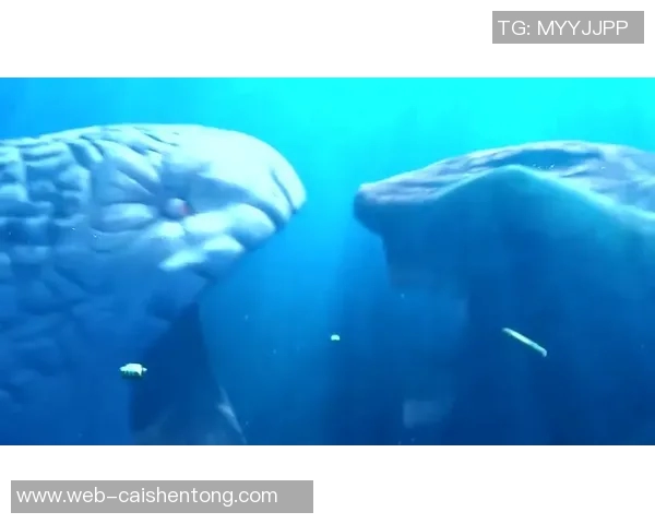剑鱼与鲨鱼的海洋对决谁才是真正的海洋霸主 剑鱼与鲨鱼的海洋对决谁才是真正的海洋霸主